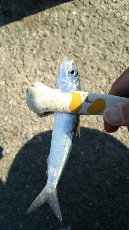 ライトジグサビキでマイワシ、ウルメイワシイ…