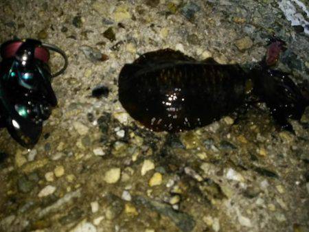 ナイターエギング