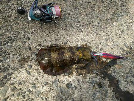 お昼休みエギング