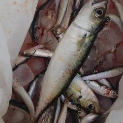 リアルタイム釣果