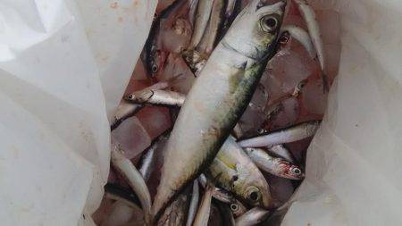 リアルタイム釣果