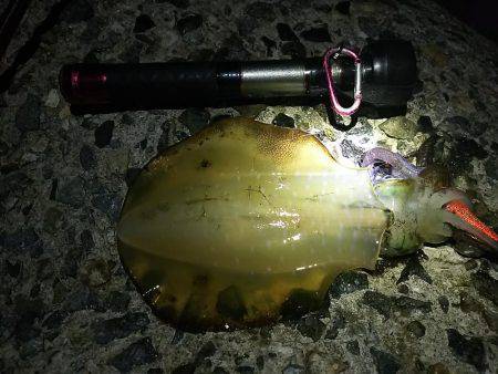 ナイターエギング