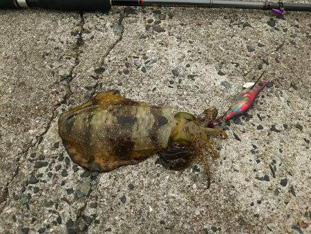 まだいけるお昼休みエギング