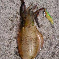 チョコットエギング