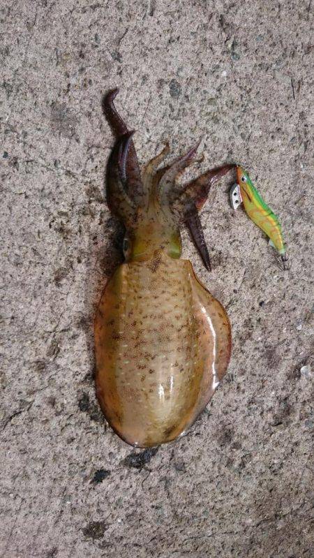 チョコットエギング