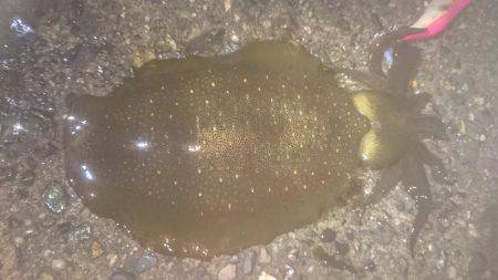 ナイトエギング