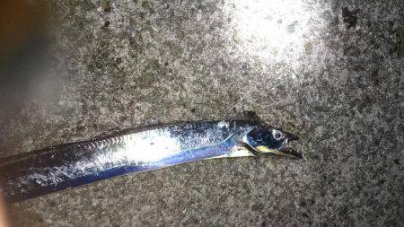 淡路島縦断釣行