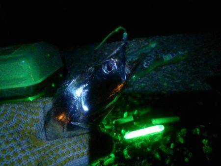 堺 石津タチウオ