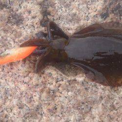 一投目でゲット