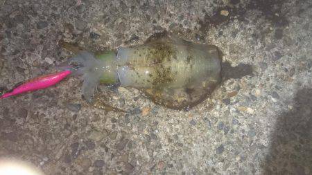 月夜に誘われて