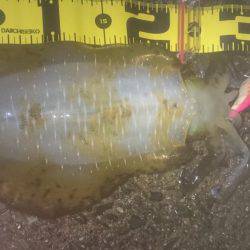 ナイトエギング