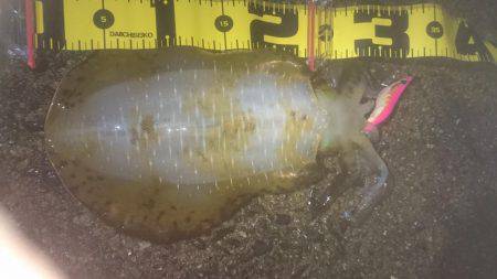 ナイトエギング