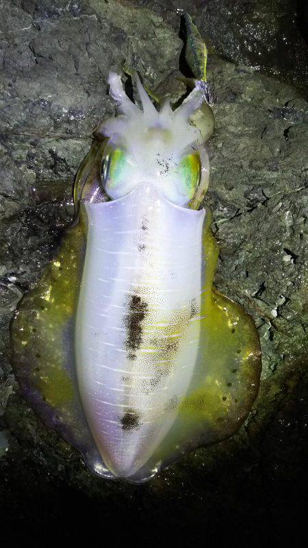 小さいけど釣れました