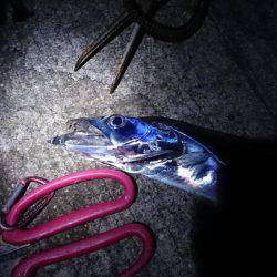 今日もバラシ(T-T)