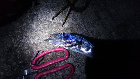 今日もバラシ(T-T)