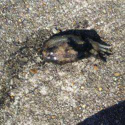 コウイカが釣れました