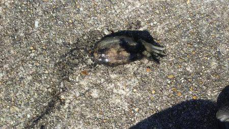 コウイカが釣れました