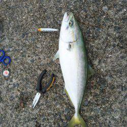 エギング&ライトジギング