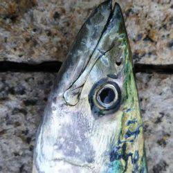 タチウオ、サゴシ