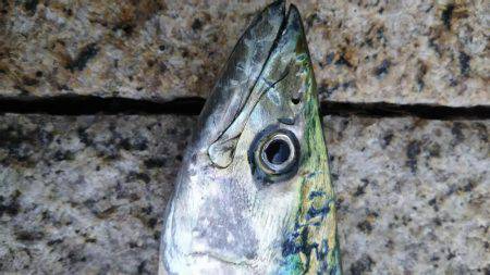 タチウオ、サゴシ