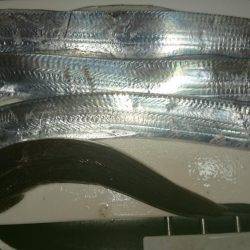 ロマン砲発射準備!