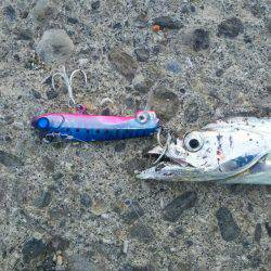 サーベルフィッシュ