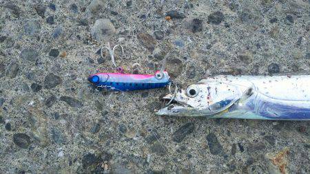 サーベルフィッシュ