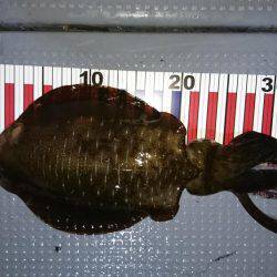 初ボートエギング