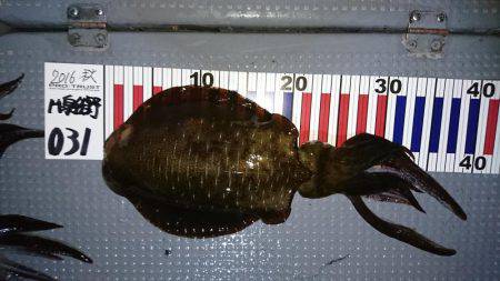 初ボートエギング