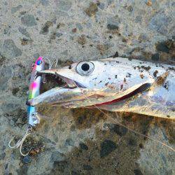 久しぶりの太刀魚！