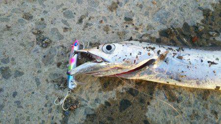 久しぶりの太刀魚！