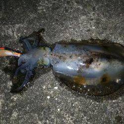 和歌山市内エギング！