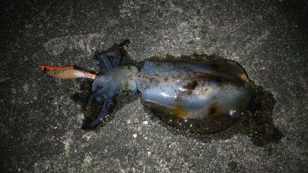 和歌山市内エギング！