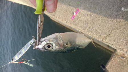 太刀魚×サバ◎