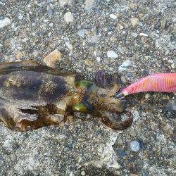 第５回ラブ太平洋串本エギング大会へ