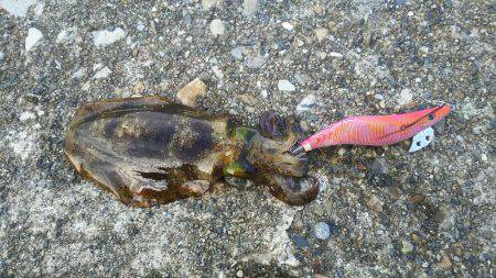 第５回ラブ太平洋串本エギング大会へ