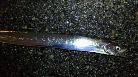 ワインド太刀魚