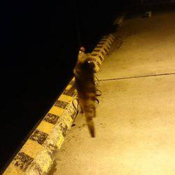 渋いながらもバクチョウ