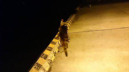 渋いながらもバクチョウ