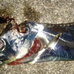 渋いけど安定サンマ