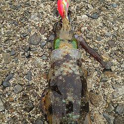 白浦、大曽根、紀伊長島