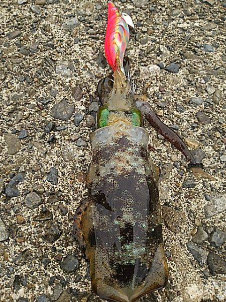 白浦、大曽根、紀伊長島