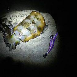 ショアジギング撃沈 エギングも渋いけども・・・