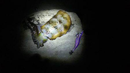 ショアジギング撃沈 エギングも渋いけども・・・