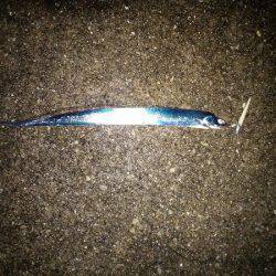 大蔵海岸でタチウオワインド