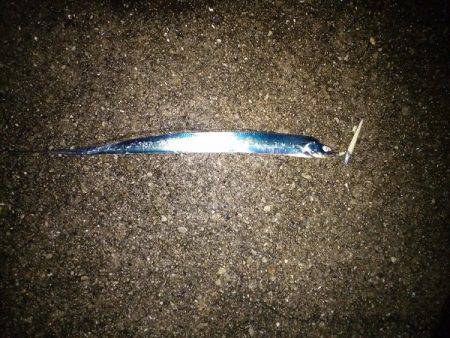 大蔵海岸でタチウオワインド