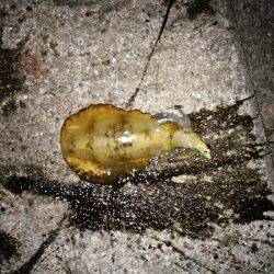 大蔵海岸でアオリイカの新子&サヨリ