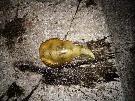 大蔵海岸でアオリイカの新子&サヨリ…