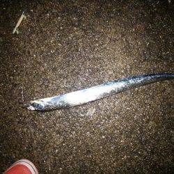 大蔵海岸でタチウオワインド