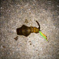 大蔵海岸でエギング